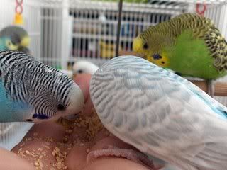 http://i776.photobucket.com/albums/yy42/periquitosaustralianos/Web%20Pericos/8d72c91a.jpg