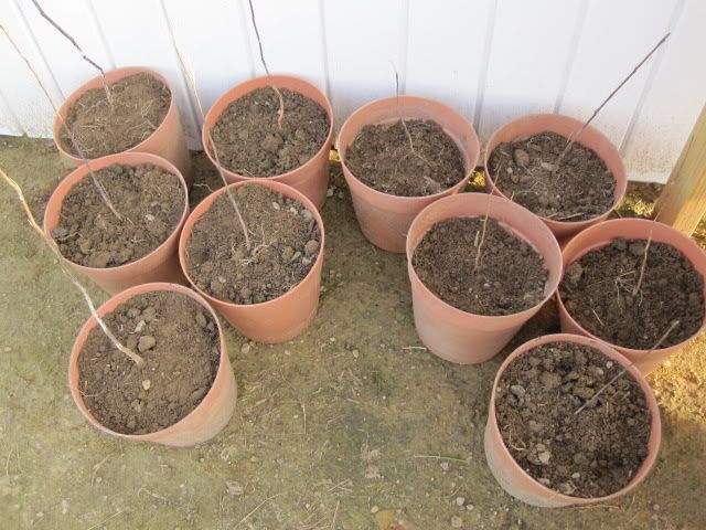 10 little, flowering trees (c) American_Farm_Girl here are the findings