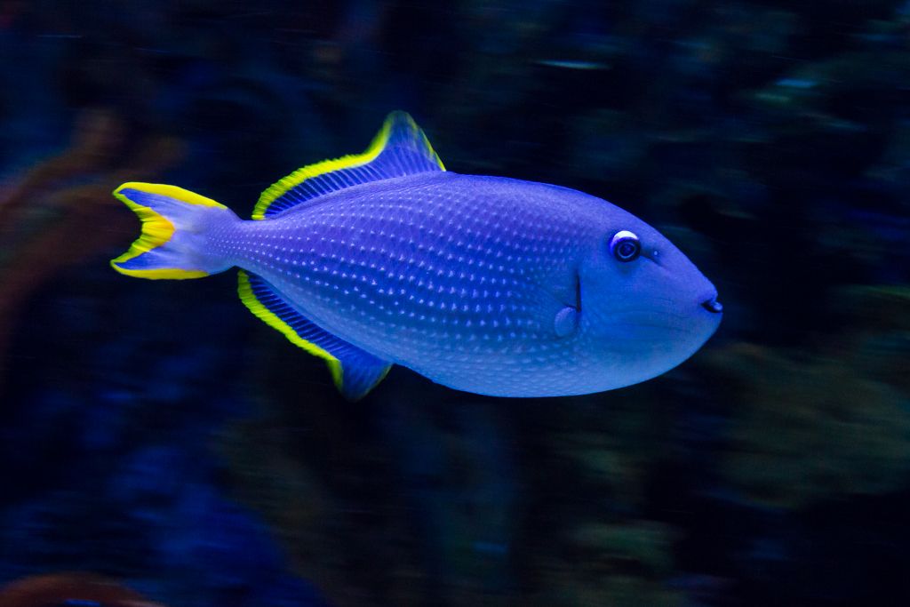 IMAGE: http://i776.photobucket.com/albums/yy43/Unatural91/Trigger_zps0941fa06.jpg