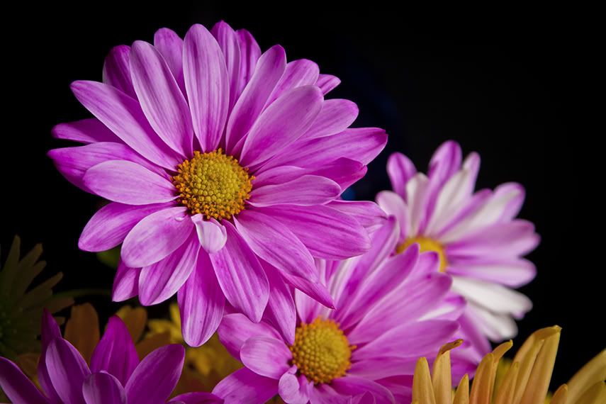 IMAGE: http://i776.photobucket.com/albums/yy43/Unatural91/flowers4_1.jpg
