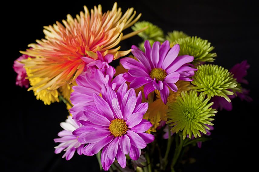 IMAGE: http://i776.photobucket.com/albums/yy43/Unatural91/flowers_1.jpg