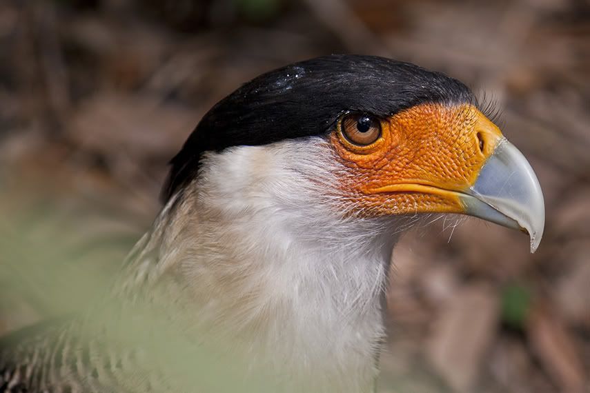 IMAGE: http://i776.photobucket.com/albums/yy43/Unatural91/zoo58.jpg