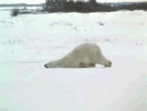tired polar bear Pictures, Images and Photos