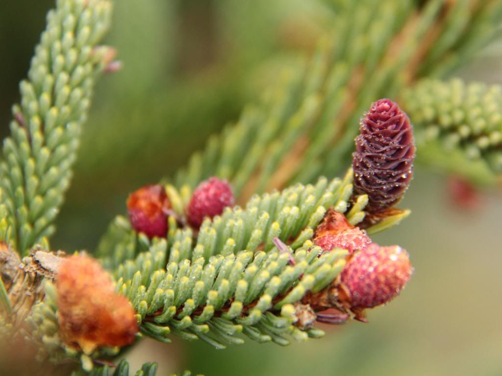 What do your conifers look like in spring?