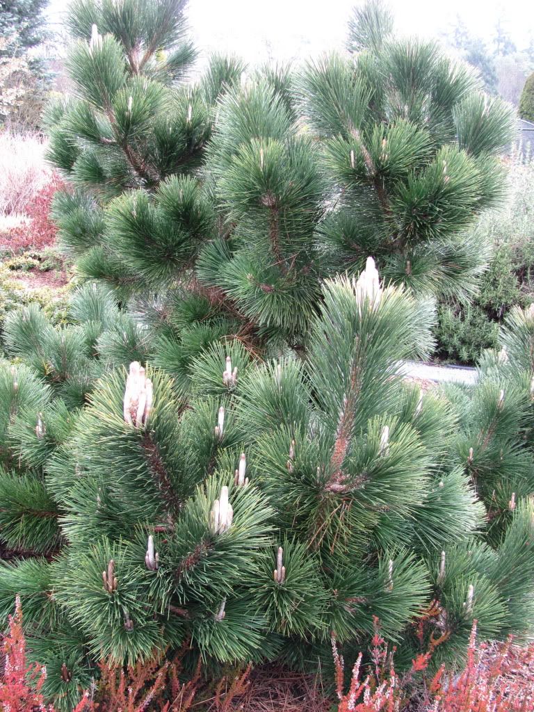 Pinus Thunbergii Thundercloud