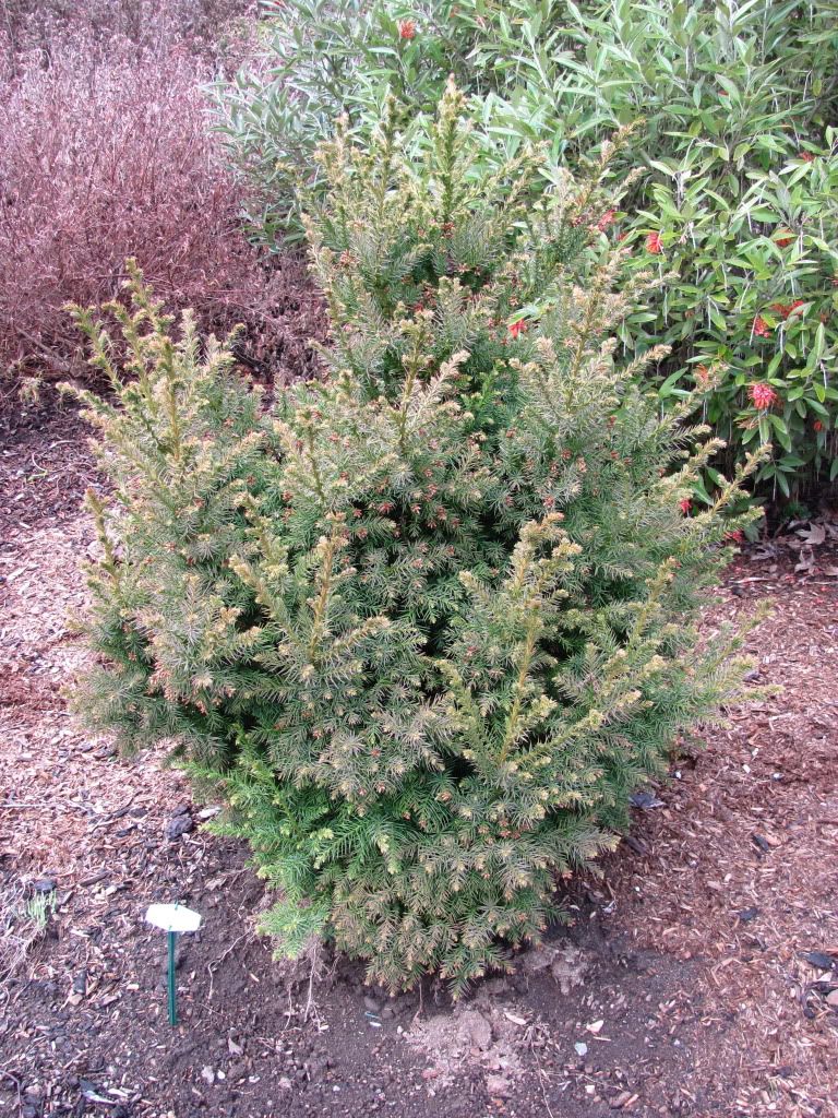 Cryptomeria Japonica Radicans