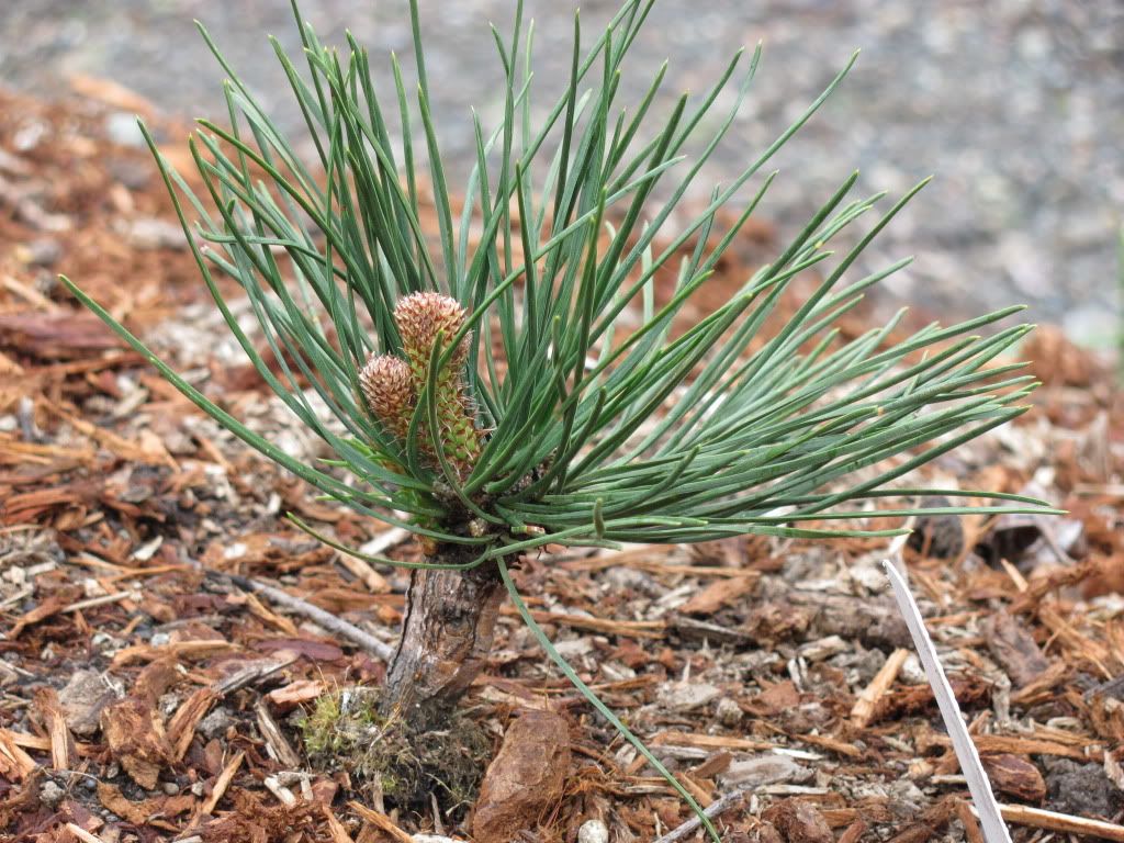 Pinus Thunbergii Thundercloud