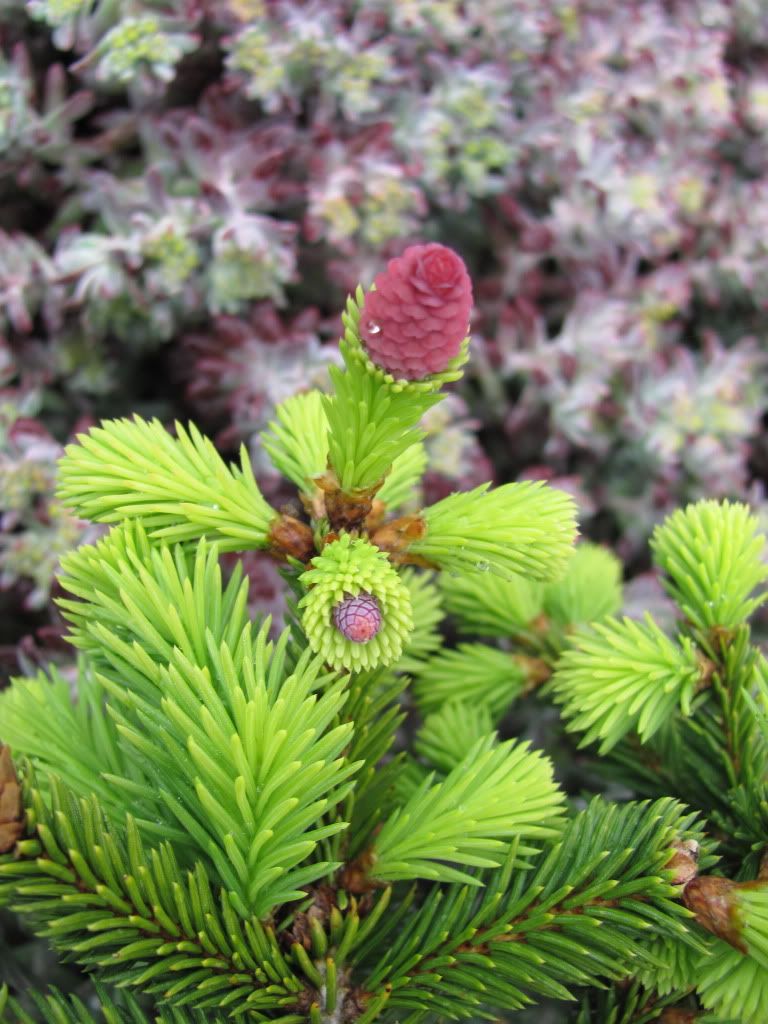 Picea Abies