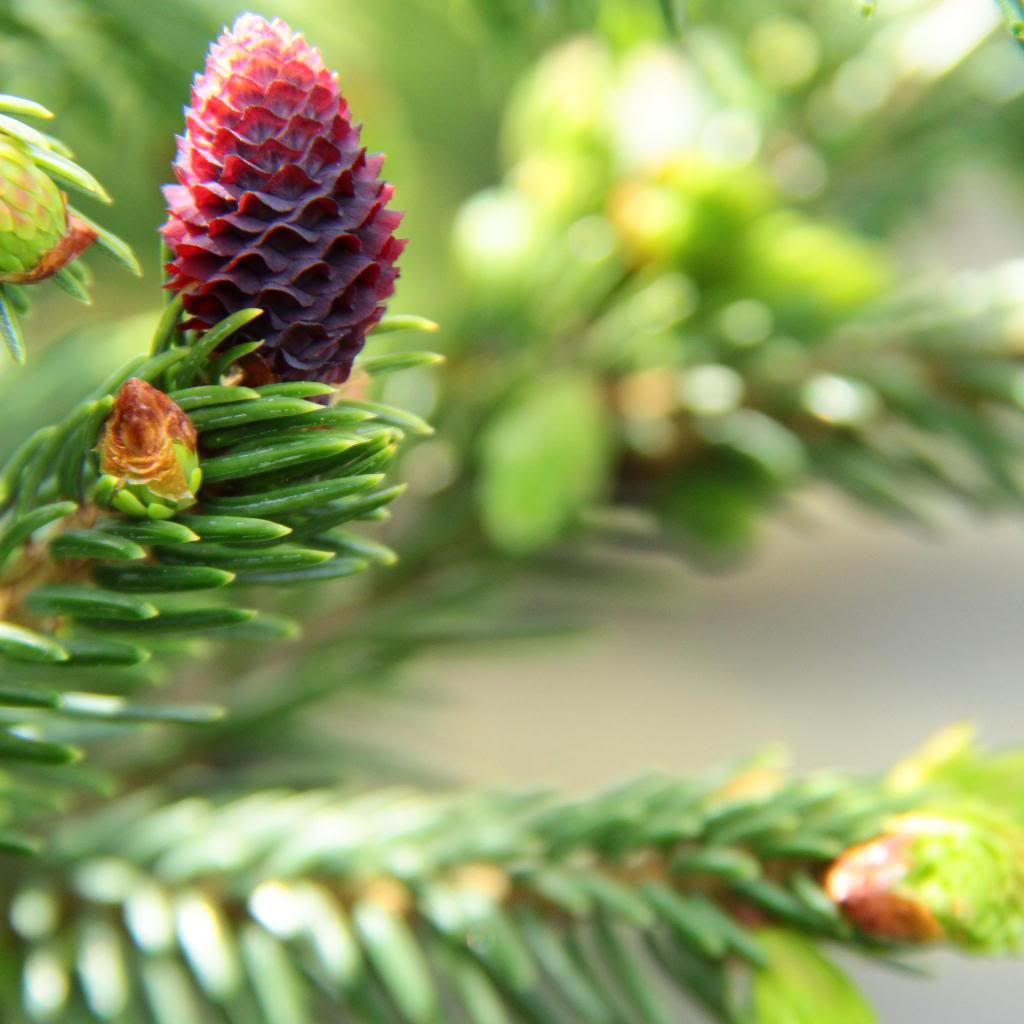 What do your conifers look like in spring?