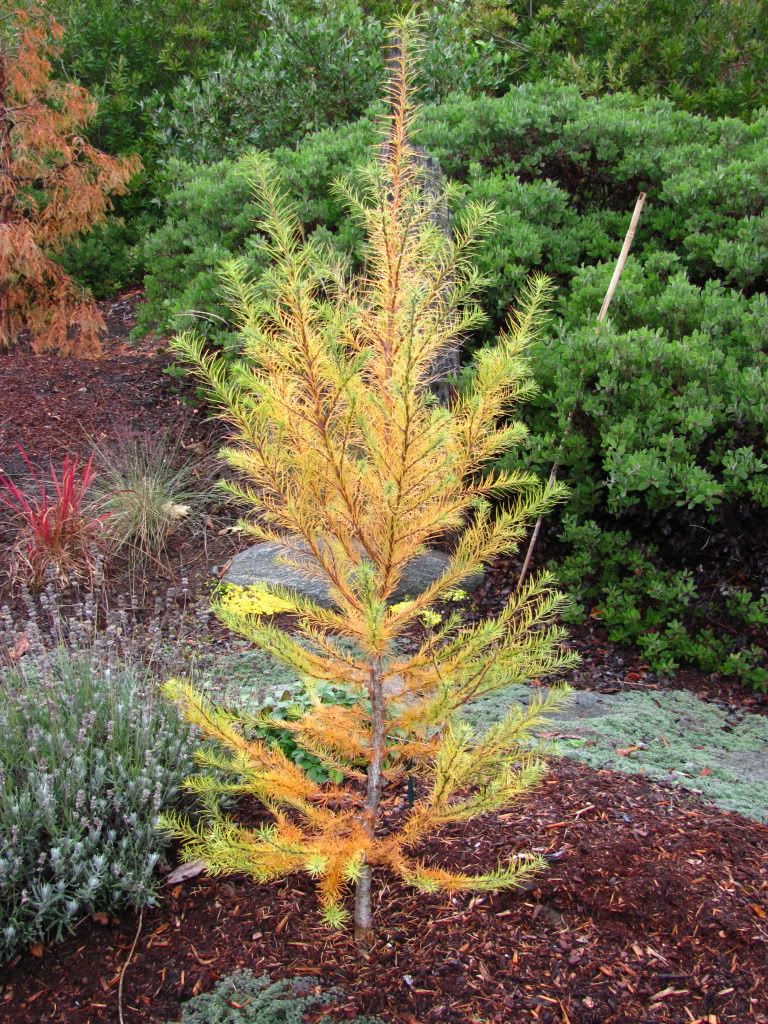 Larix Kaempferi 'Paper Lanterns' Photo by sampratt Photobucket