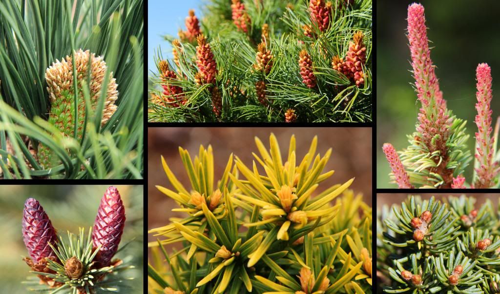 What do your conifers look like in spring?