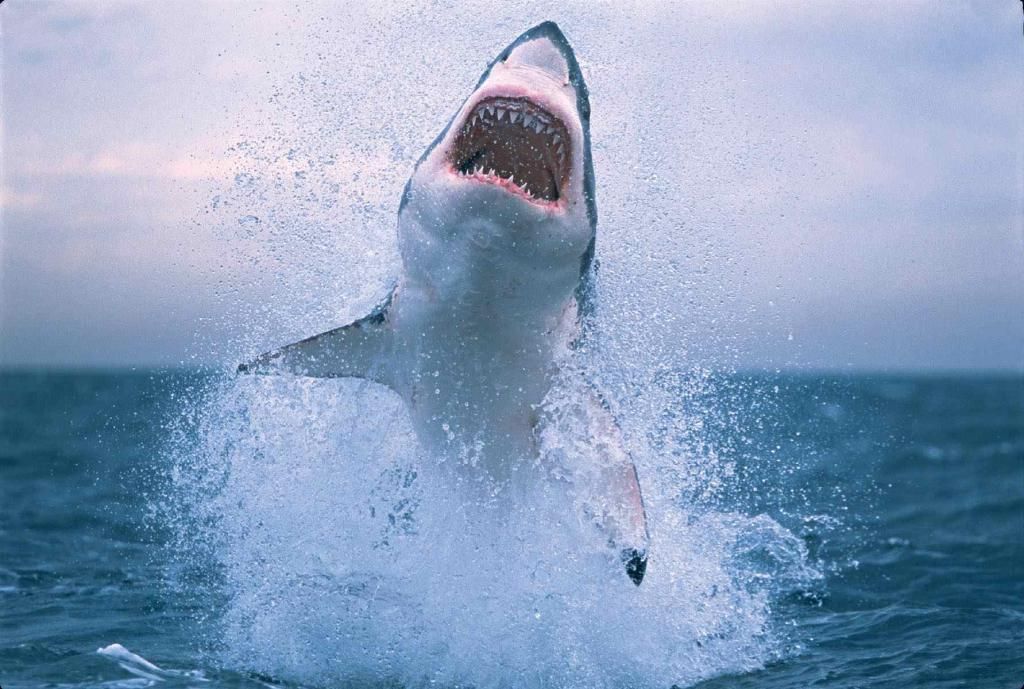 flyingshark.jpg