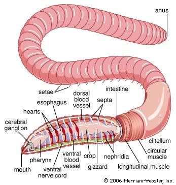 earthworm