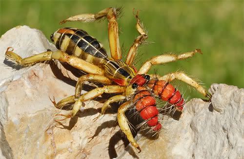 Pictures Camel Spider