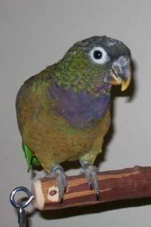 bird,maximilian's,pionus