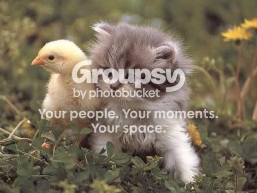 Kitten Duck